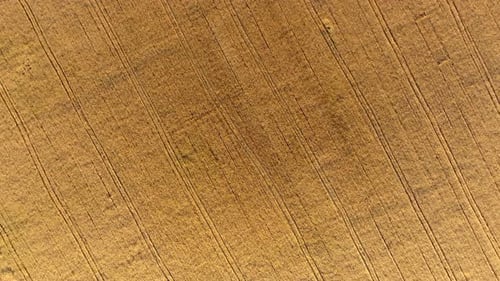 Flying Over Field of Yellow Ripe Wheat