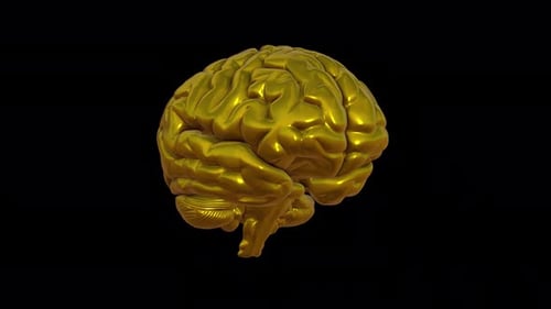 Cerveau Gold