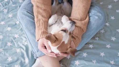 Young Loving Girl Jeans bleu et chaussettes blanches caressant caressant petit chien Jack Russell avec sa main