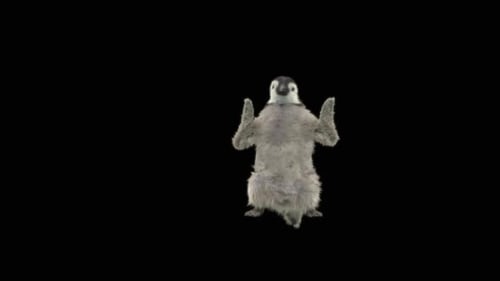 75 Penguin Dancing HD