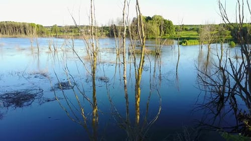 Des arbres vivaces sont morts dans l'eau.