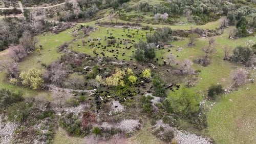 Herd of sheep in the mountains aerial view 4 K