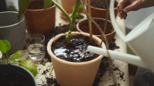 Female gardener watering Swiss cheese plant to stake