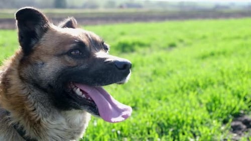 A Small Dog Sits on the Green Grass and Breathes with His Mouth Open