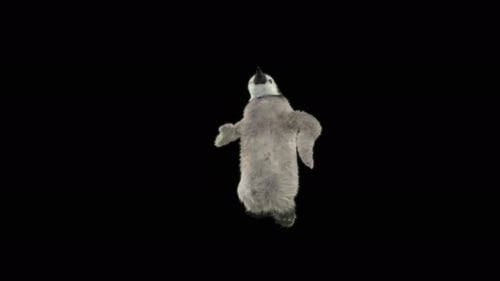 Penguin Dancing 4K