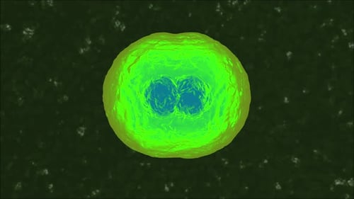 3D rendered Animation of a duplicating Cell