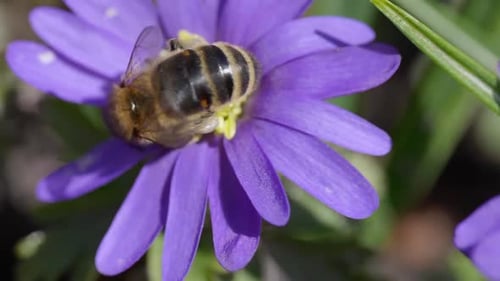Honey Bee collecting pollen on purple flower. Bees at work. Wild nature in background during sunny d