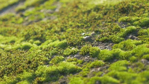 Grünes Moos im Sonnenlicht flaches DOF 4K 2160p UHD-Aufnahmen - Bryophyta-Moos von Tag zu Tag langsames Schwenken