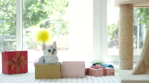 Cute Kitten Sitting in Gift Box Near Window