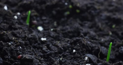 Time Lapse: Sprouts Emerging from Soil