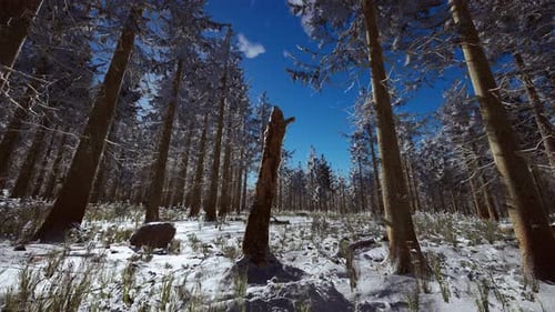 Bright Sunny Pine Forest in the Snow