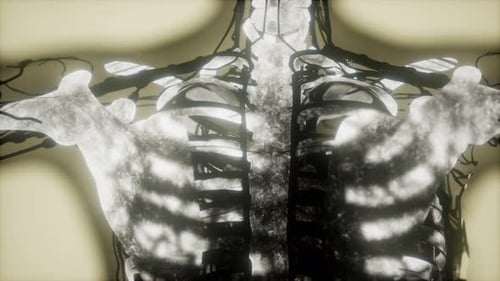 Human Skeleton Bones Scan Glowing