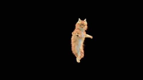 Katze tanzt HD