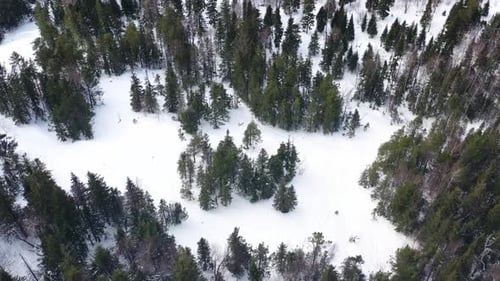 Frozen Pine Trees Forest