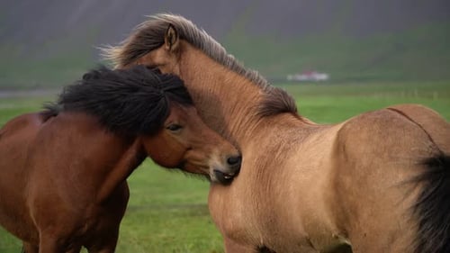 Icelandic Horse in Scenic Nature of Iceland