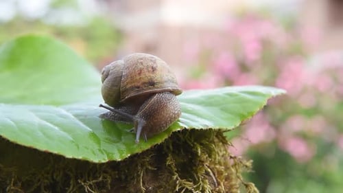 Snail on green leaf