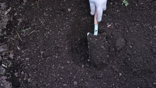 Une femme méconnaissable plante un tubercule de lys dans le sol, vue de dessus