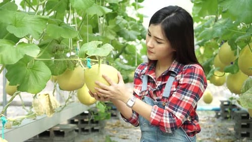 Jeune jardinière asiatique frottant du melon au Melon Garden Field