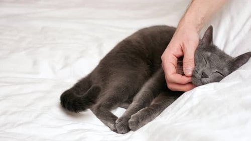 Gray Cat Relaxing on Bed Being Pet