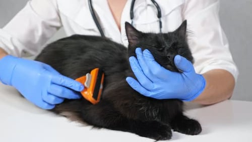 Veterinarian Brushing a Black Cat on Table
