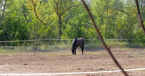 Brown Beautiful Horse Is Eating Grass in the Meadow