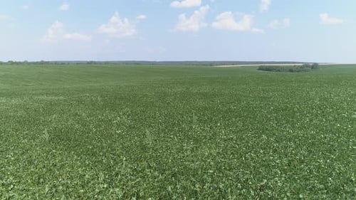 Aerial view of a vast green field