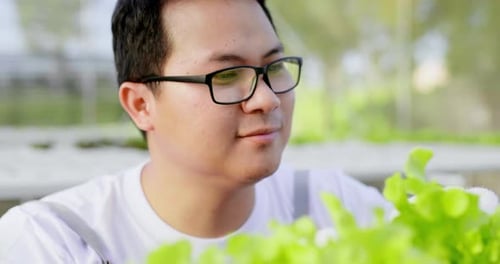Asian farm owner check his Organic hydroponic vegetable cultivation farm