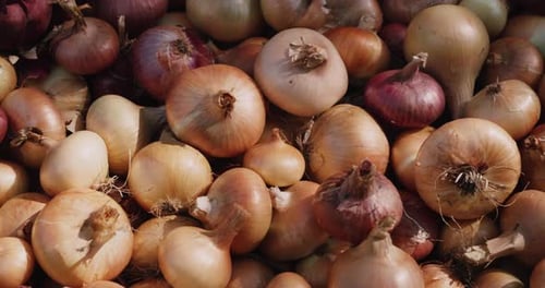 Freshly Harvested Onions Dry in the Sun