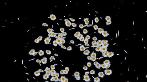 Daisies and Petals Floating Upwards Transition