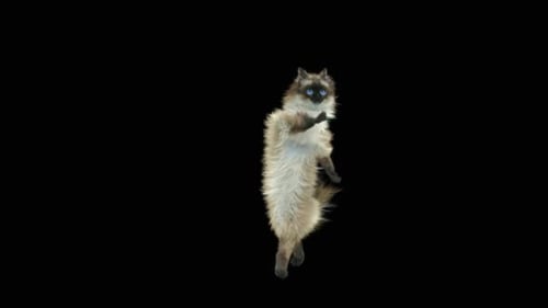 Katze tanzt HD