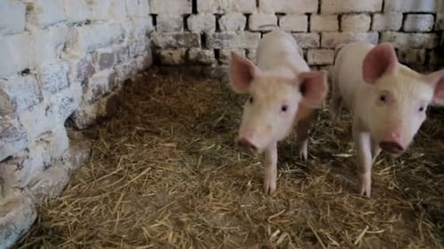 Little Piglittle Pigs