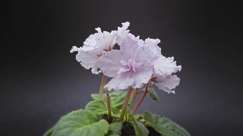 Blooming Potted Violet Flower in Time Lapse