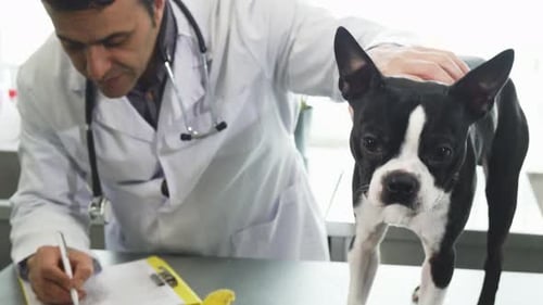 Veterinarian Examining Dog in Clinic