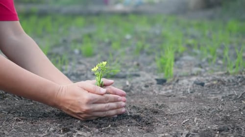 Woman hand hold planting growing a tree in soil on the garden