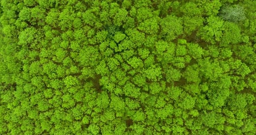 Top View of Pine Trees Forest