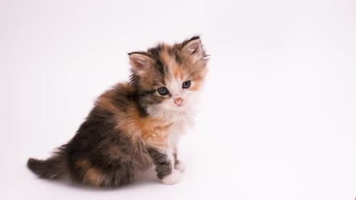 Adorable Fluffy Kitten Sitting on White Background