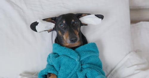 Dog Relaxing with Robe and Tissues