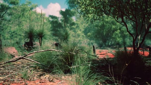 Australian Outback Landscape with Grass Trees and Red Earth