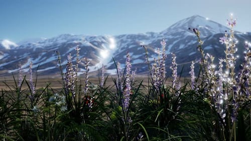 Lavender Field with Blue Sky and Mountain Cover with Snow