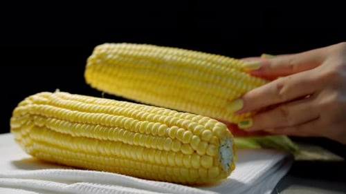 Women's Hands Put a Harvest of Golden Corn Peeled From the Field on the Table