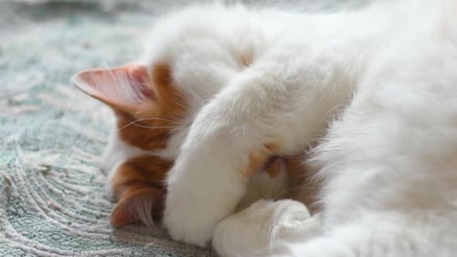 Adorable Cat Napping Peacefully on Blanket, Close Up