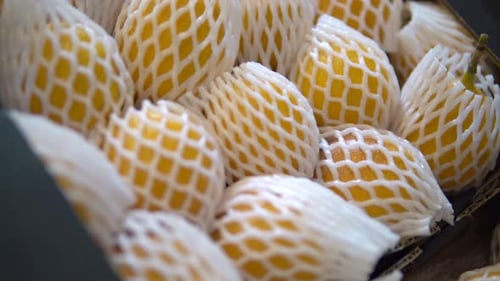 Close Up of Passion Fruit in Protective Netting