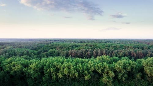 Magischer Wald mit Bäumen