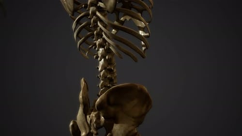 Bones of the Human Skeleton