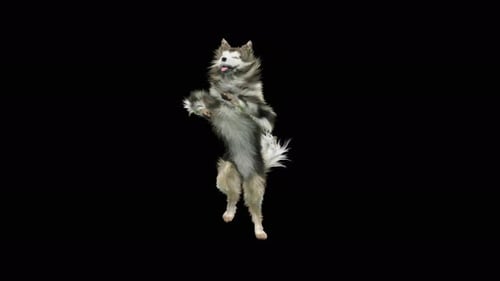 Realistic Dancing Dog Standing Animation