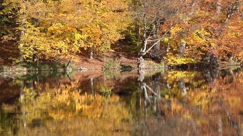 Reflection of Autumn Colors on the Lake Surface in the Beautiful Forest