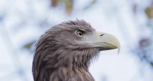 White Tailed Eagle Haliaeetus Albicilla is a Very Large Species of Sea Eagle