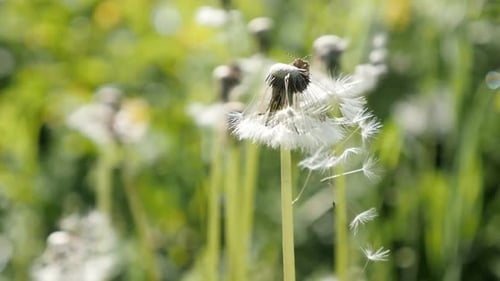 Flache DOF-Pflanze Taraxacum officinale Pflanze Slow-Mo 1080p FullHD-Aufnahmen - Gemeinsamer Löwenzahnfluss