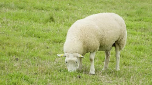 Eine Nahaufnahme eines einzelnen Schafs, das auf einer grünen Wiese frisst.