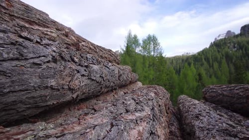 Pile of Wooden Logs in the Forest